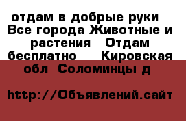 отдам в добрые руки - Все города Животные и растения » Отдам бесплатно   . Кировская обл.,Соломинцы д.